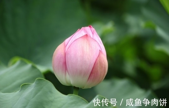 生肖狗|到了10月，4属相时来运转，横财旺盛，桃花满满喜盈门