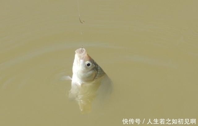 野钓鲫鱼顿口不停却空竿不止,一个小招数,马上开始连杆实口