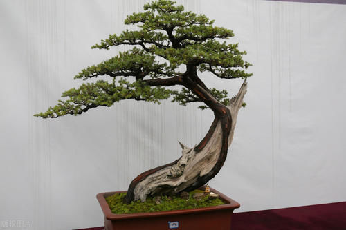 别再为浇水发愁了，给你支招“10多10少”浇水法，比啥方法多管用