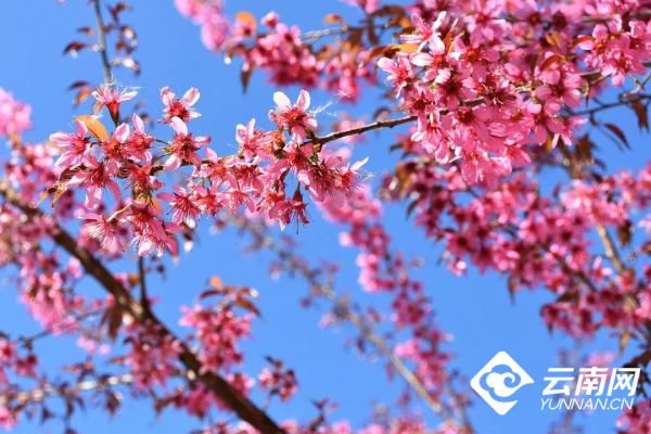 樱花|到异龙湖畔邂逅一场盛大浪漫的“樱花雨”