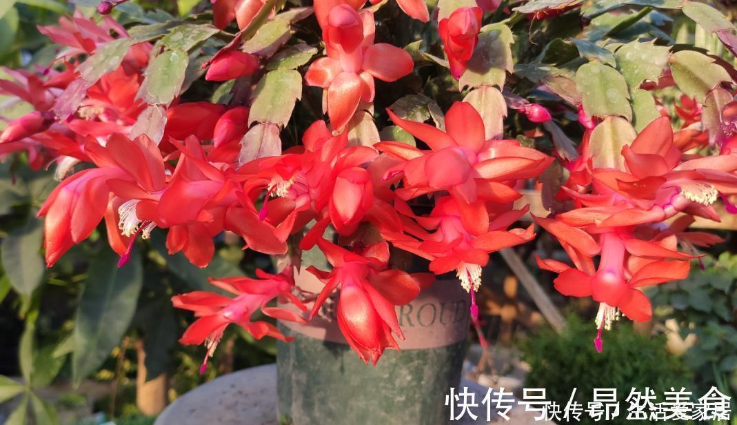 蟹爪兰要会“掐”,经常“掐一掐”,叶片又厚又大,一年花开多次