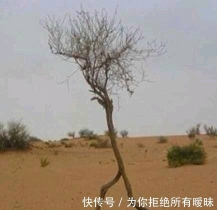 |搞笑图片幽默段子笑话:这颗树还有几分人的样子呢,挺奇特的哦