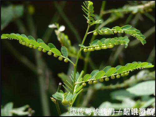 野草|感冒咳嗽老不好,不要不停吃药,不妨试试此野菜,化痰止咳润肺
