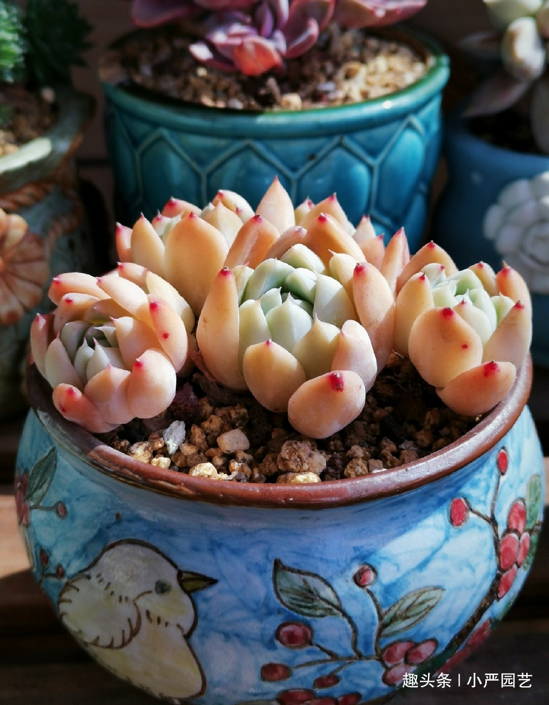 多肉春天浇水做好三个“观察”，快速生长，安全度夏