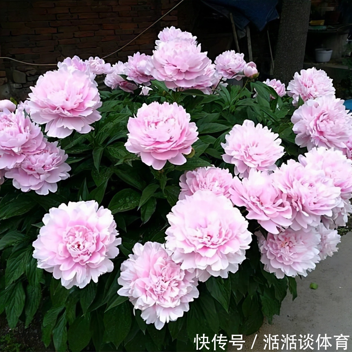 6种“硬气花”，冬天赶紧“扔出去”，冻一冻才壮，开花更劲爆