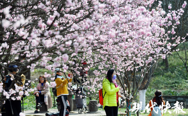 春日|南京中山植物园“拍了拍”你，春日限定美景上新啦！