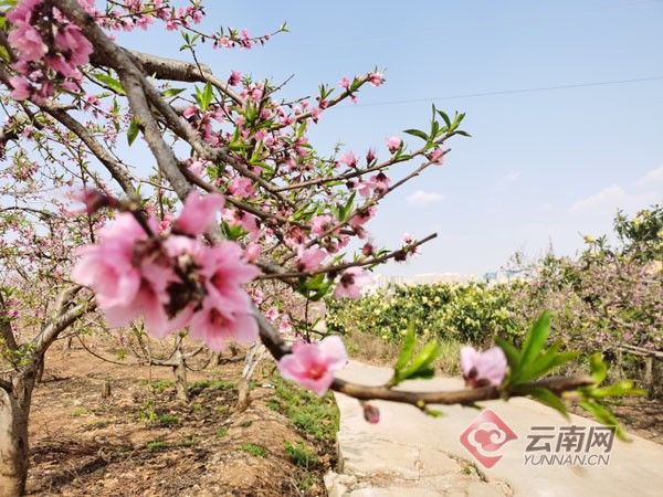 老年|云南蒙自：十里春风浩荡 百花争放好年景