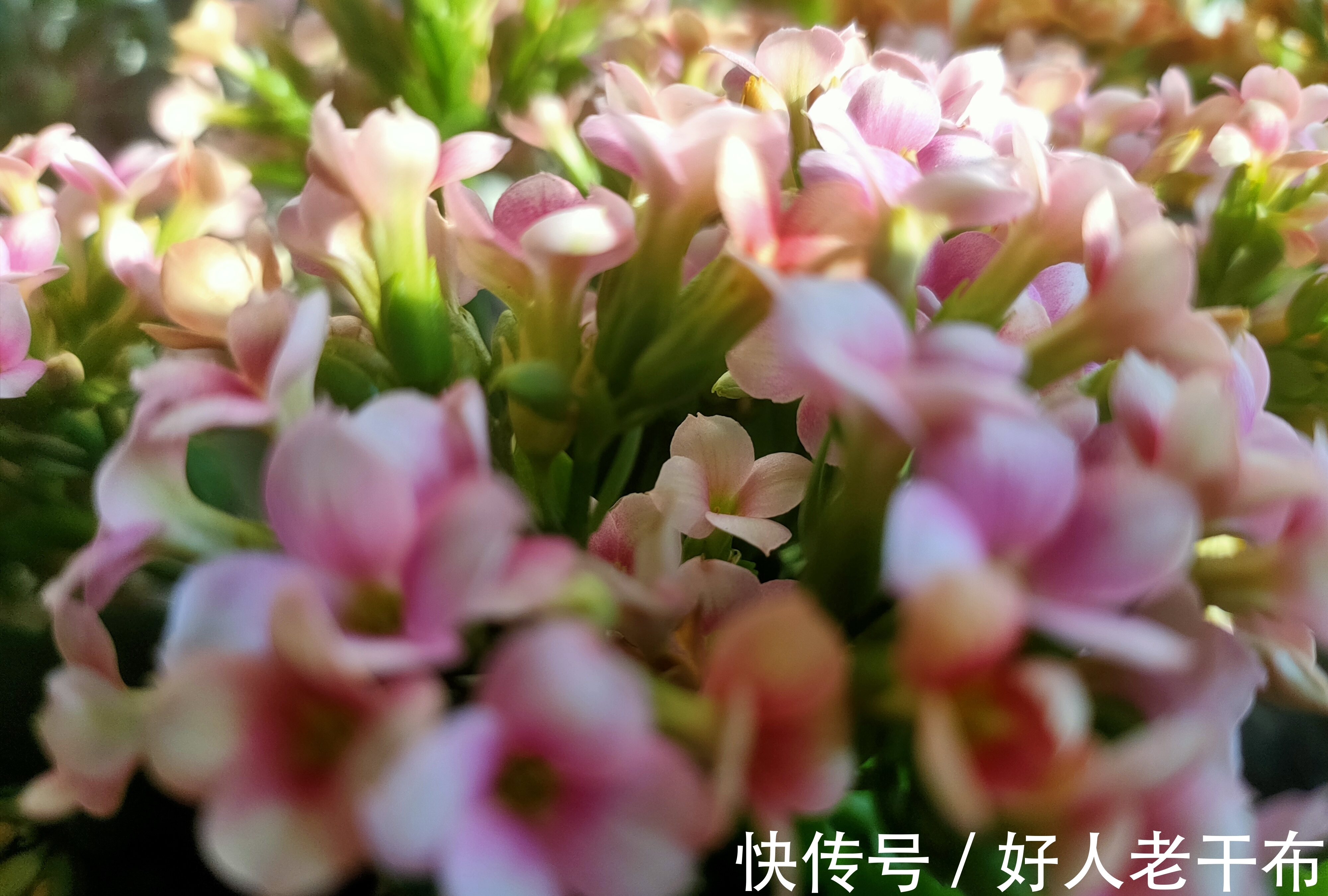 刚买回家的长寿花,4个方面不能急着做,不然没几天花苞掉光光