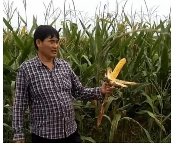 这是个炒作高手!腰疼却在家搬砖,推掉十几万演出费只为回家秋收