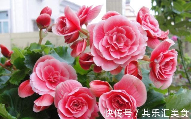 霜降之后就养这几种花,花开艳丽,开花持续到春节,寓意还很好