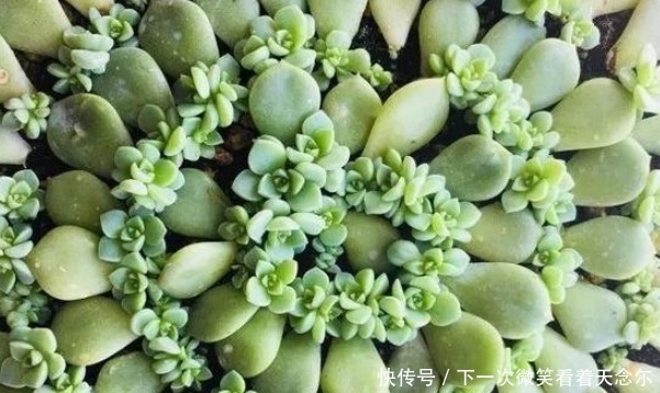 以下几种多肉最容易爆盆,想养死都难,轻松成为多肉大户!