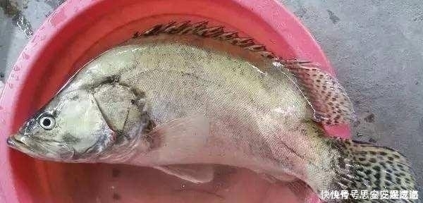 老水库钓鱼,鱼不开口钓到它,同行钓友羡慕坏了