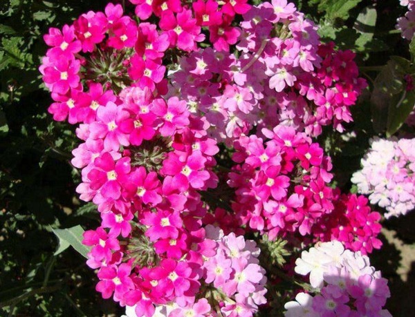 美女樱怎么养护开花多以下3个方面多注意，美女樱轻松养爆盆