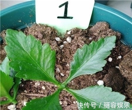 只用一招,长寿花长得又矮又茂盛,开花刹不住