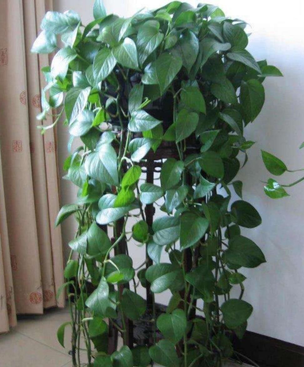 这3种花要“懒养”,越是粗放养护,植株长势越旺盛