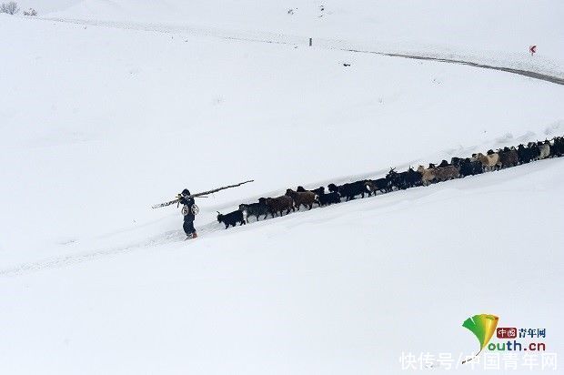 老年|土耳其牧民雪中放牧成风景线 皑皑白雪宛如童话世界