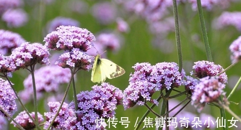 绿肥|一种野草,为何常被插在垂危病人的床前?原来它被赋予了特殊功能