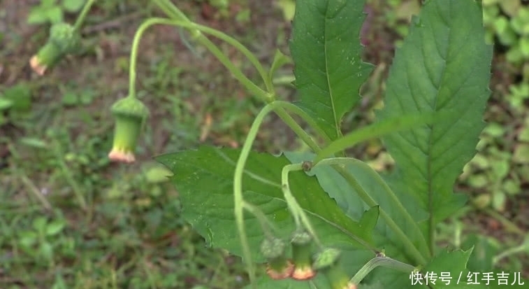 野草|从前饥荒少不了“它”，农村人看到就摘，既能当野菜吃还是好药材