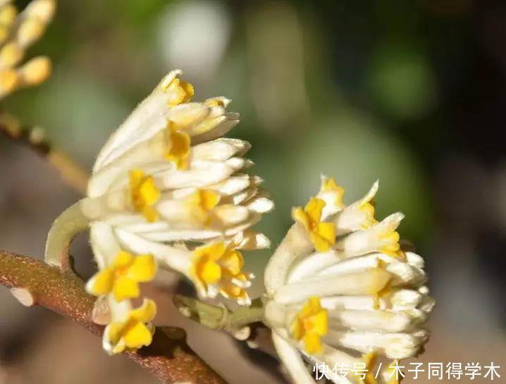 打结花!真漂亮啊!