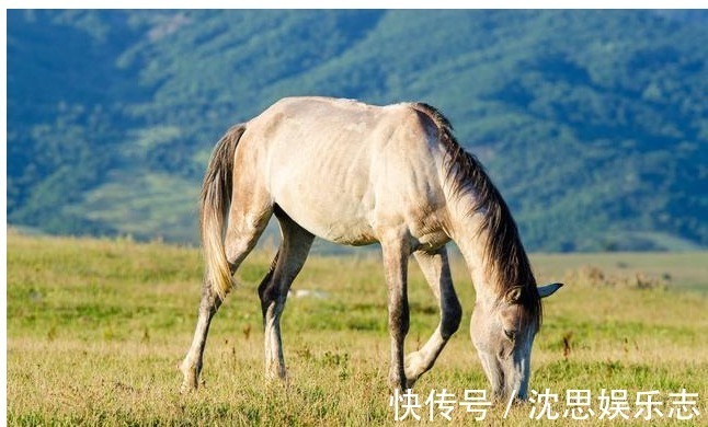 属马|属马最佳婚配，属马的最佳配偶，配对了今生注定能万寿无疆！