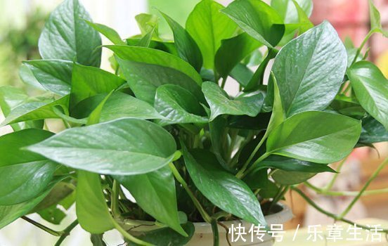 铁海棠|喜欢养花，就养这4种花，漂亮好养花期长，用来净化空气最适合