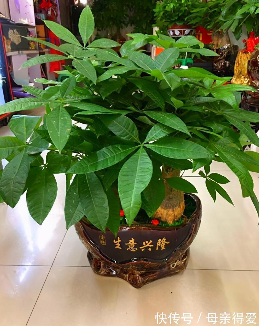 叶片|客厅见树,十家九富,6种富贵树,随便养一盆,子孙一直富