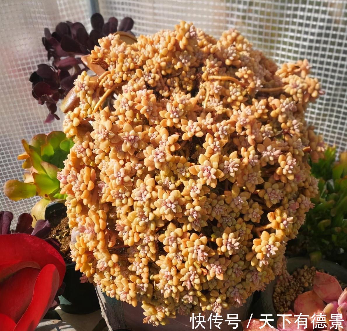 丸叶姬秋丽|2种很好养的多肉,很皮实很好活,颜色和形状都美,越养越多