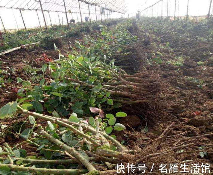 5种花“漂亮花”,十月大降价,便宜也别买,白白浪费钱