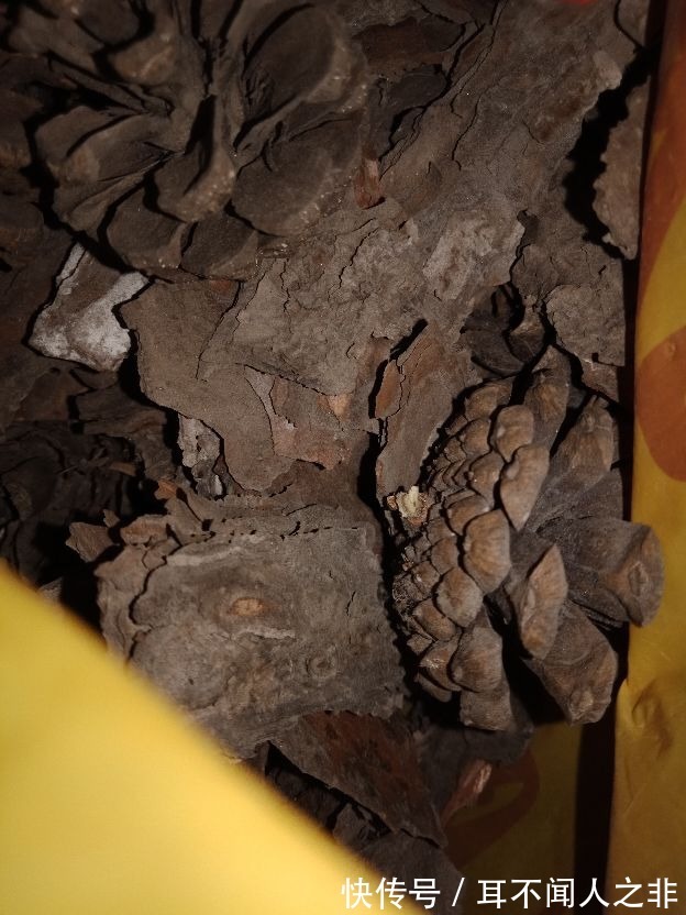 花盆里垫点小东西,大大增加透气性,养花不烂根!