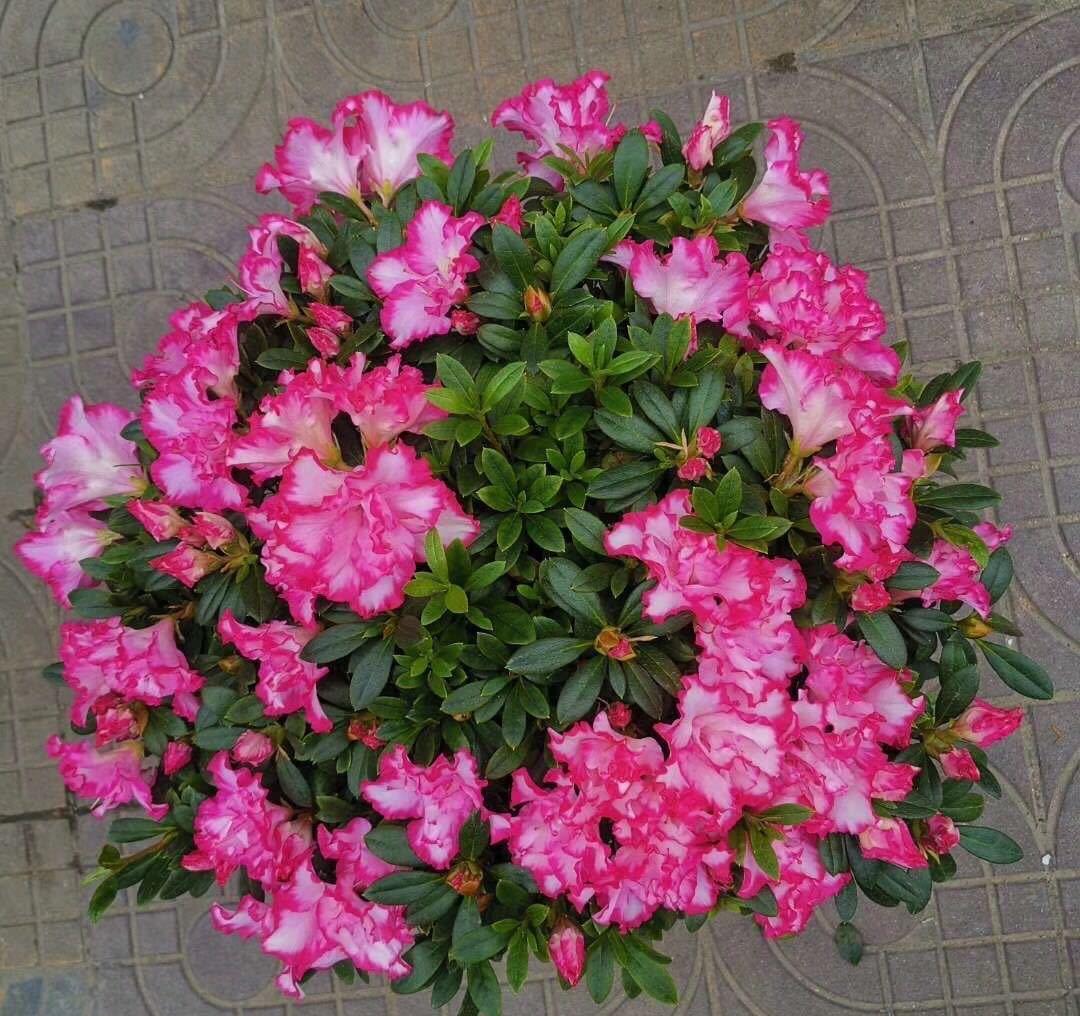 冬天养杜鹃,记住“两点”,春节就开花,花色艳花苞“长满枝”