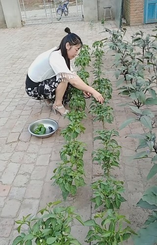 砖缝子里种出片菜园子,不是突发奇想,长势很喜人