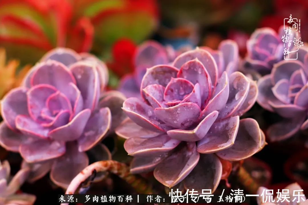 为了爱情|为了爱情来到陌生城市，偶遇多肉，地老天荒的爱恋！