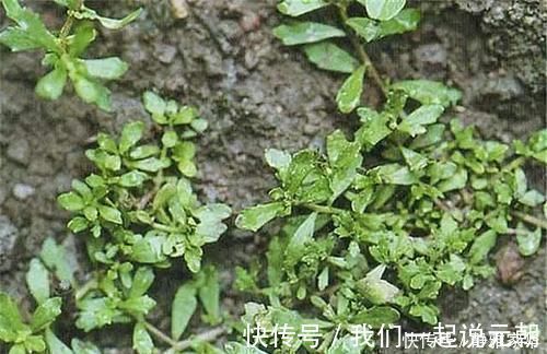 鹅不食草|一种野菜,鸡鸭都不吃,狗见了都发愁!却深得大家的喜爱