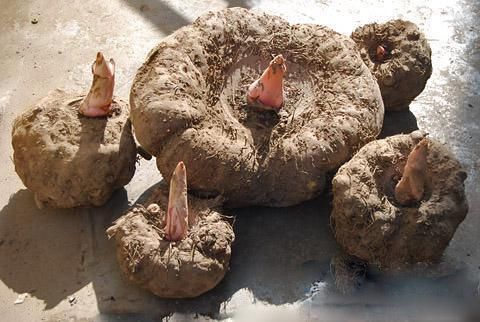 高筋面粉|怎样吃“面条”血糖更稳定？分享4个技巧，不妨提前学习