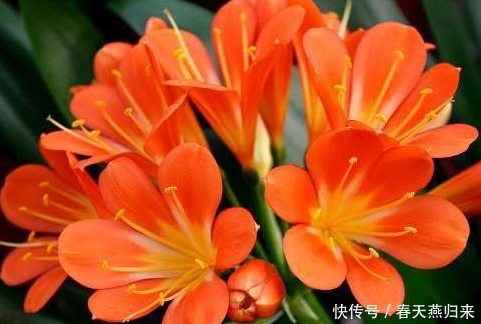 家养君子兰叶子总发黄这3个细节要做好，叶嫩花艳长势旺