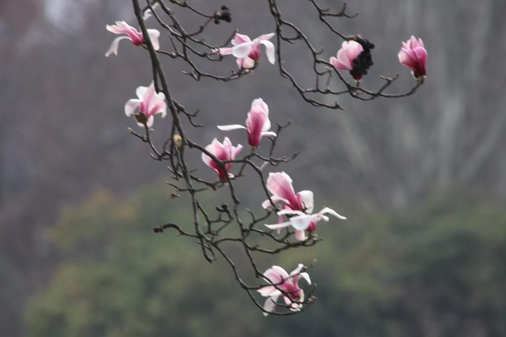 老年|南京连日春暖 雨花台宝华玉兰绽放