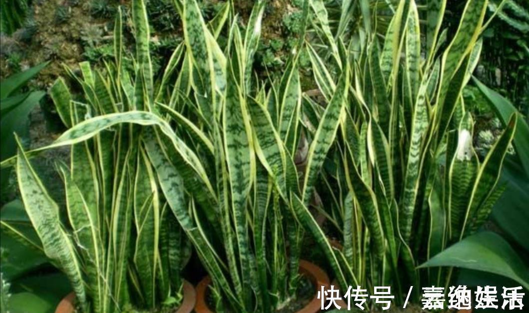 施肥|养虎皮兰不用施肥，教你2个方法，让它长得枝叶繁茂