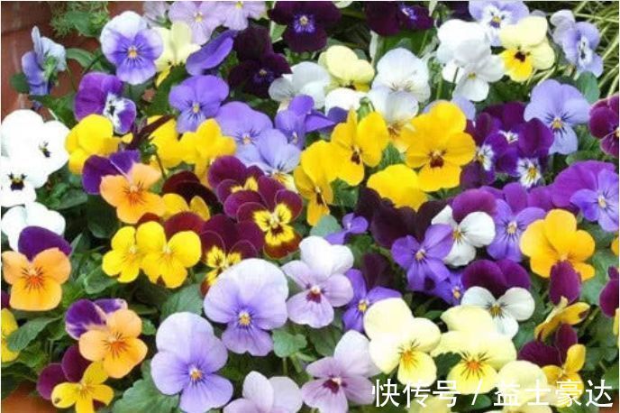 牡丹吊兰|“3种花”养家里,好养又漂亮,炒菜泡茶又养人,第三种厉害了