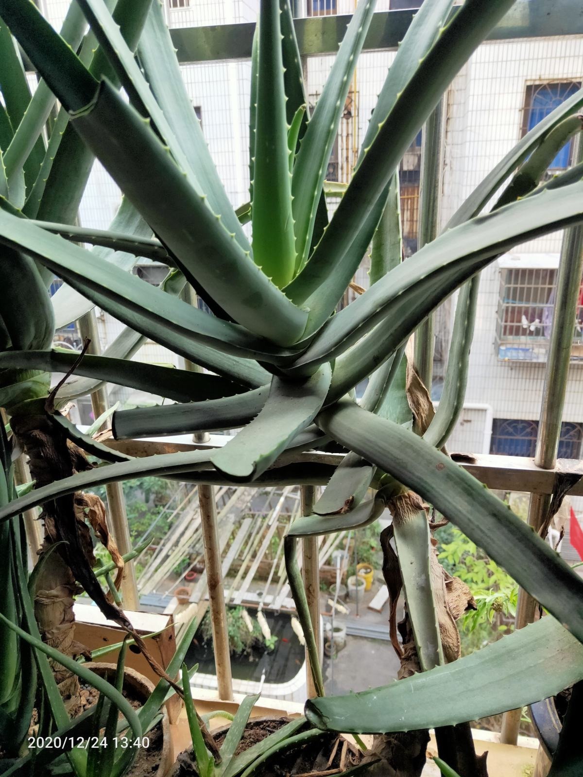 老中医都爱养的花，养在家里好处多，养人养身心