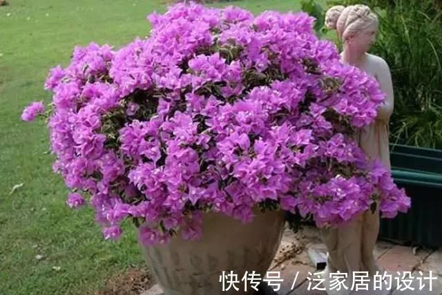 枝条|你养的三角梅不开花,也许是几个因素在作祟