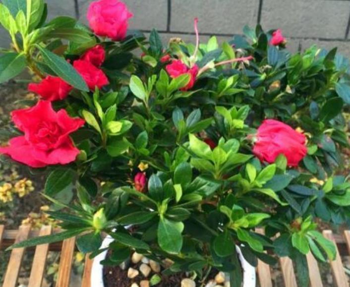 4种花是花中劳模，一年四季开花不断，不易生病好养护