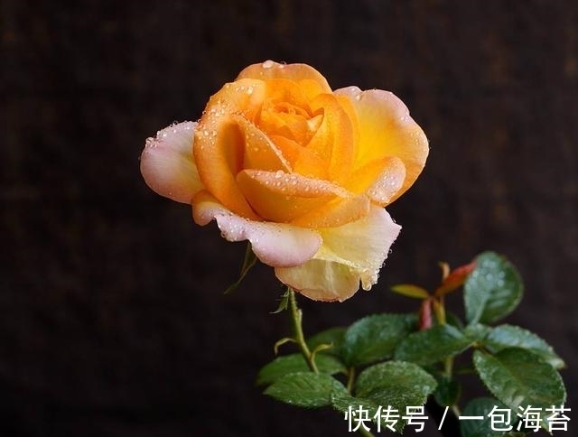 桃花运|11月中旬天赐良缘，桃花运道旺，爱情幸福，喜结连理的四大星座