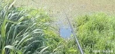 钓鱼|秋钓草边“三钓”、“三不钓”,用好了总有一次要爆护!