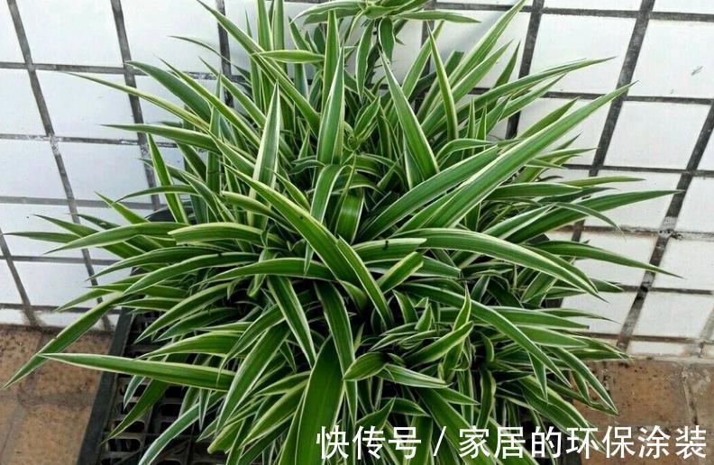 浇花|一把黄豆、一些果皮,囤上2个月,制成万能水肥,养花赚大了