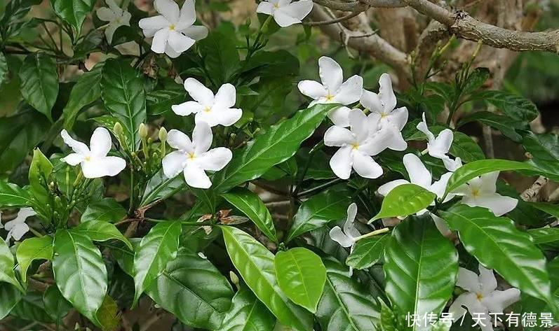 五色梅|这些漂亮花,有个“赖名字”,开花美如画,叫着太“尴尬”