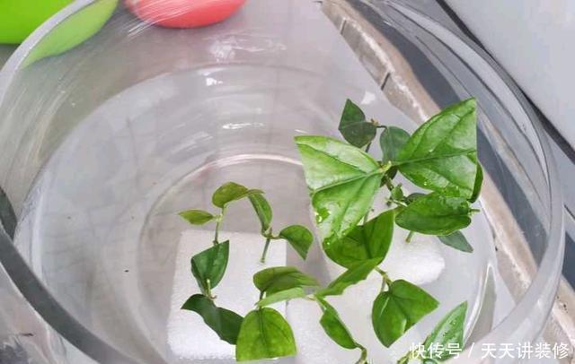 好时机|天气要热了,三种花修剪扦插正当时,小编已经迫不及待了