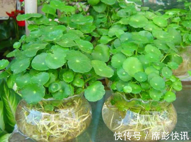 铜钱草叶子越长越少只需注意3个方面，叶子茂密轻松爆盆