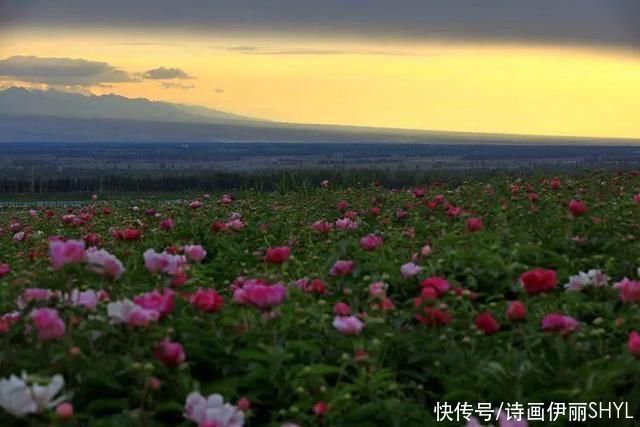 | 那些花儿|魅力伊犁 | 魅力