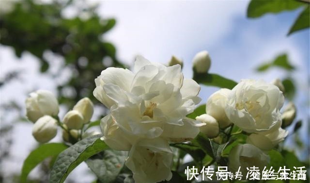 芽土|茉莉想多窜芽土里加“一料”，猛窜芽叶绿如绿，开出层叠群花！