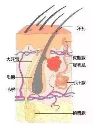 头皮 油头、脱发、有头屑怎么选洗发水？看完这篇就知道了